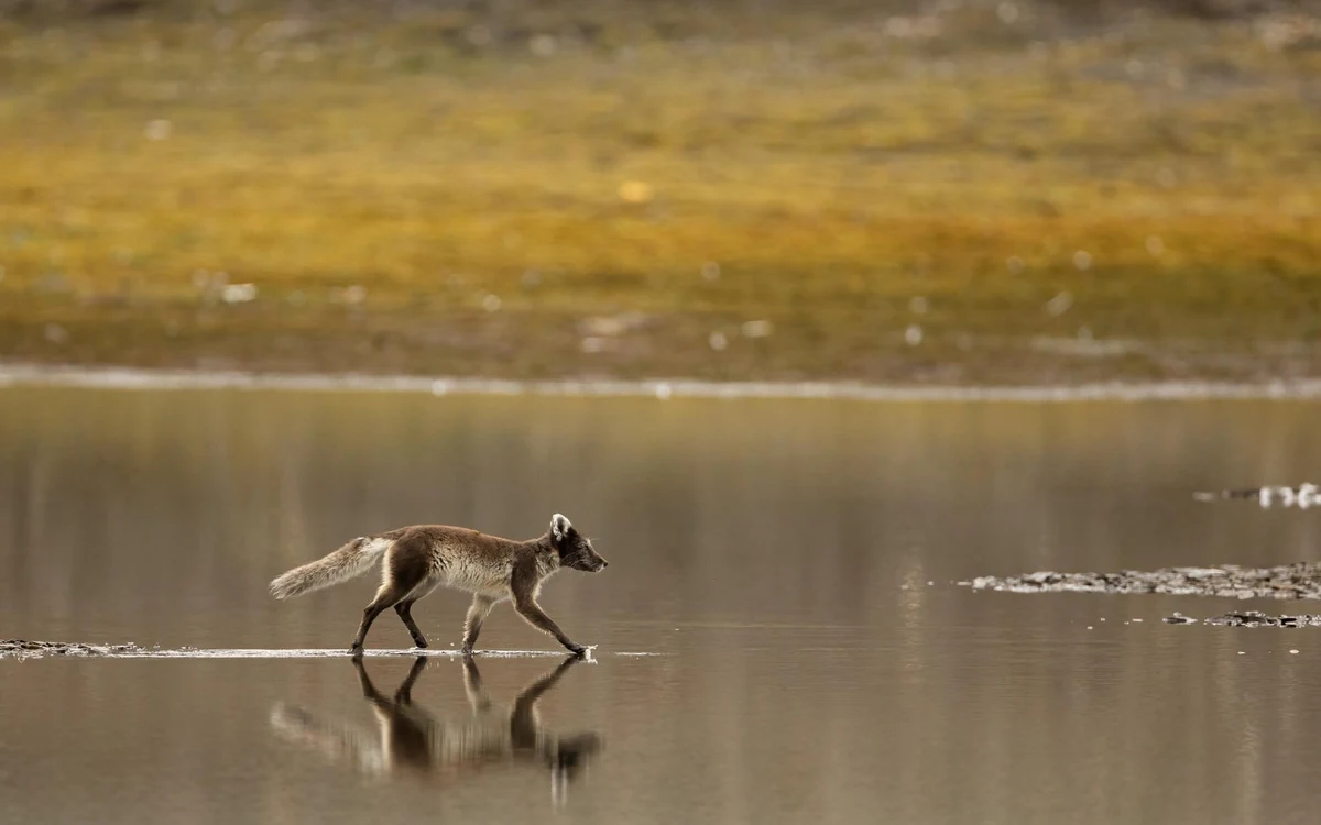 An Arctic fox in summer coat crossing the low tundra above the fjord