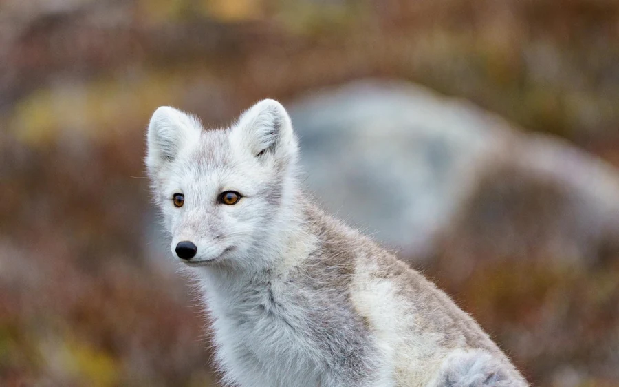 An Arctic fox in pale winter coat standing among low tundra plants