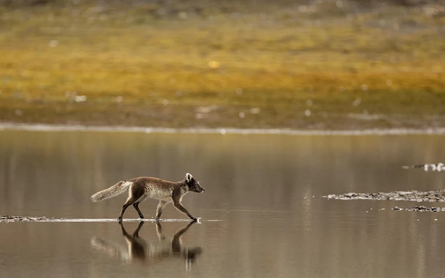 An Arctic fox walking through shallow water on a wide gold and brown shore